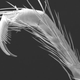 Illustration for article titled Your Daily Dose of Nightmare Fuel: a Newly Discovered Type of Cave Spider. With Claws.